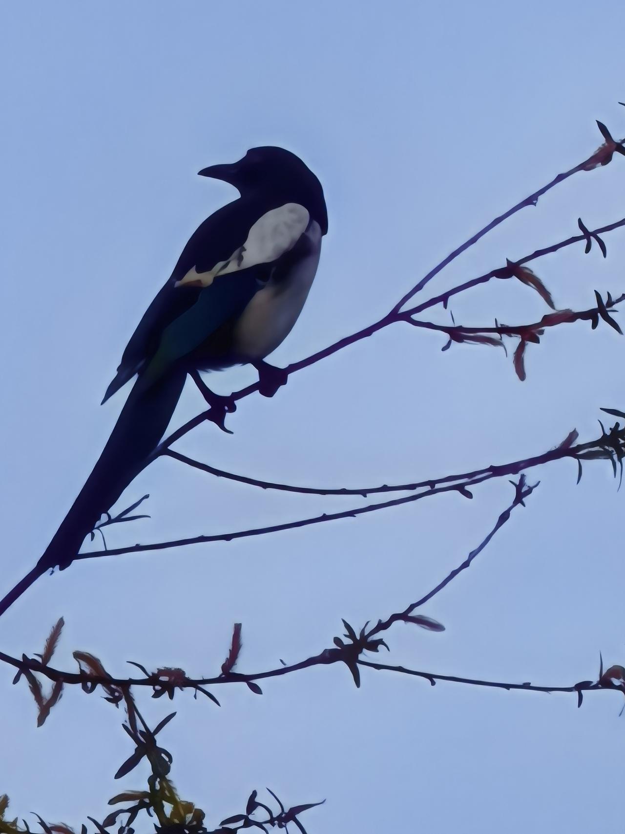 喜鹊登高枝[祈祷][祈祷][祈祷]