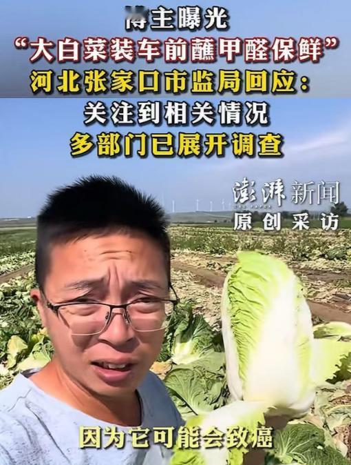 韩国出新规！凡是运进韩国的中国新鲜大白菜，不管哪一批、哪一单，通关的时候全都要强