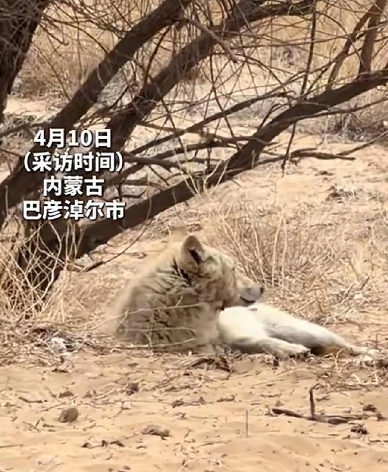 近期，内蒙古巴彦淖尔市。一只野生母狼怀孕了，在山上捕猎困难。母狼下了山，拖家带口