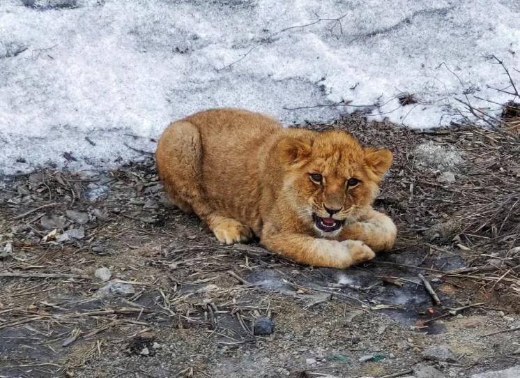 瞒不住了，不装了！2月12日22时34分，极目新闻发布最新消息，2月11日山西