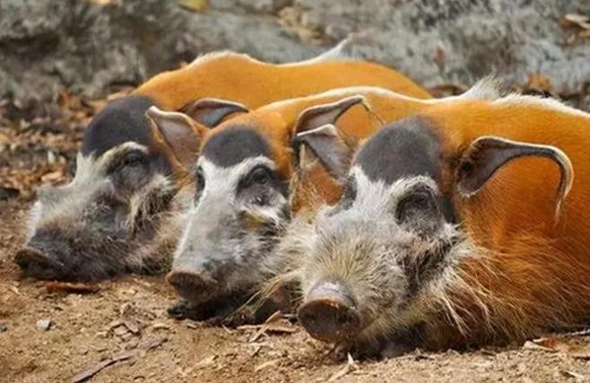 非洲大陆红河猪泛滥成灾，当地苦无对策，引入我国吃肉如何？一提非洲红河猪泛滥，