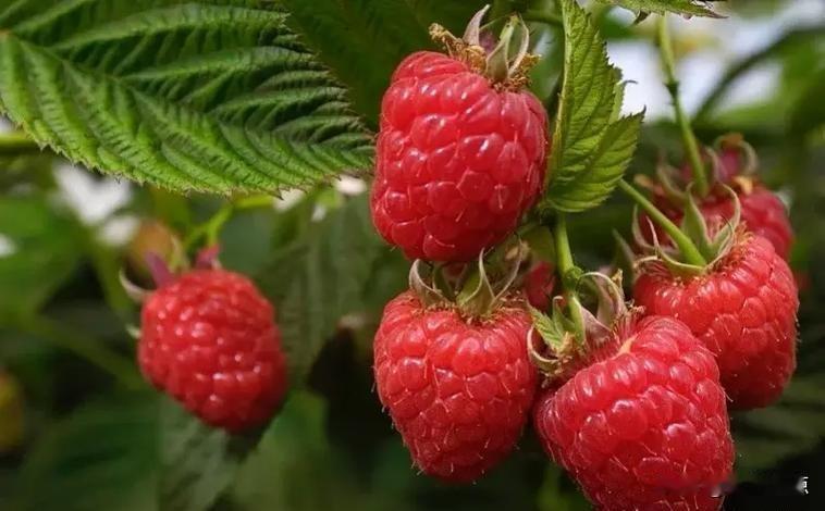 苦夏掉头发、眼睛干涩、晚上睡不好，肝肾悄悄在报警，一颗小紫果真能扛住？前两天在