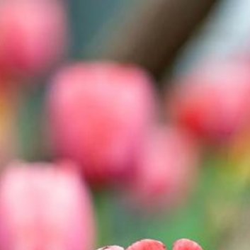 种植🌷郁金香水培的详细步骤：1.准备材料：首先，你需要准备一些健康的郁金香球