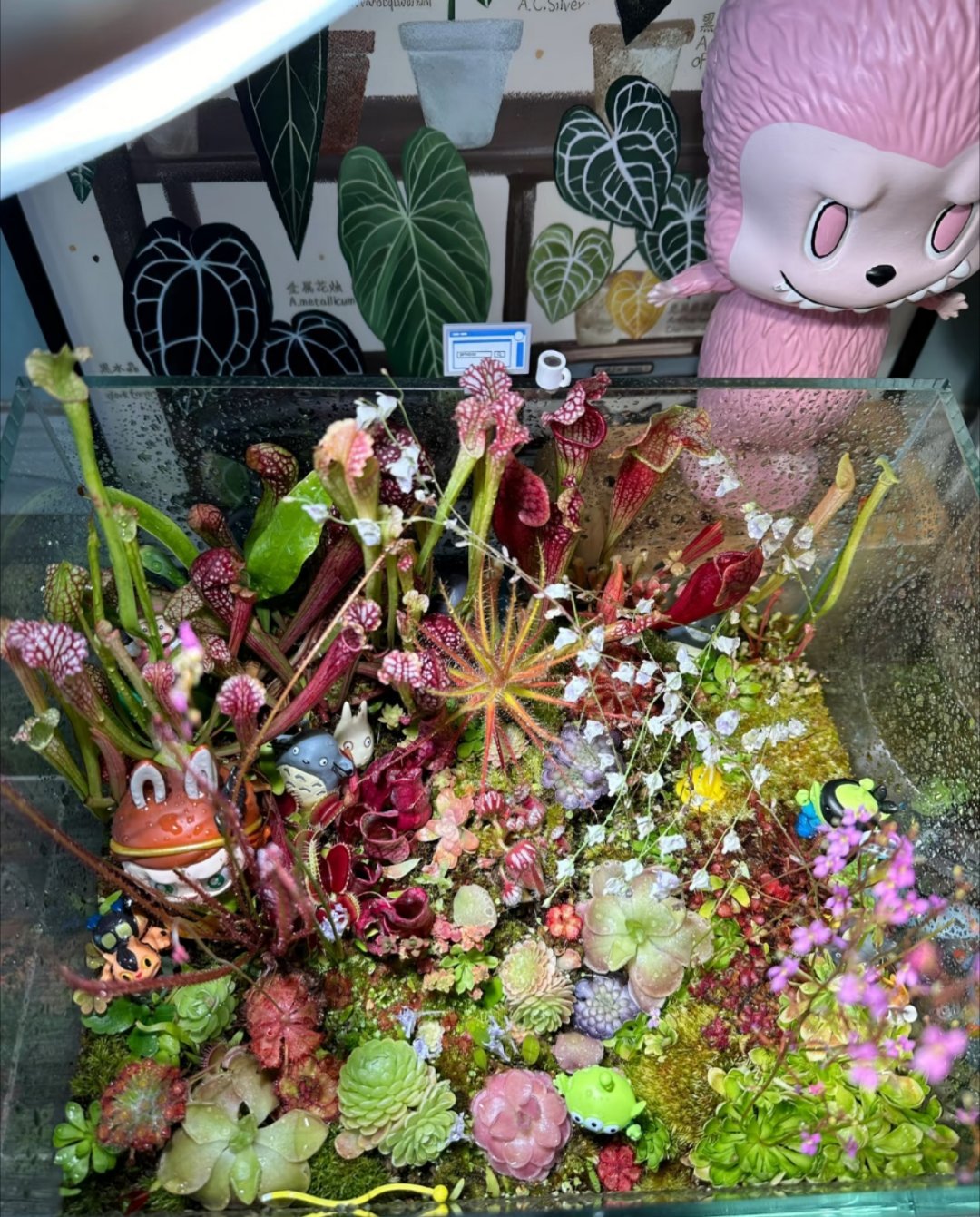 小红书是不是对我有啥误解，一个劲给我推小白兔狸藻，它是好可爱的，别勾引我养了我种