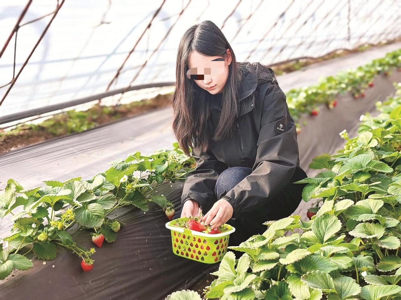 “有便宜不占白不占！”安徽阜阳，一女子听说草莓园50元一筐，可以使劲装，她立马和