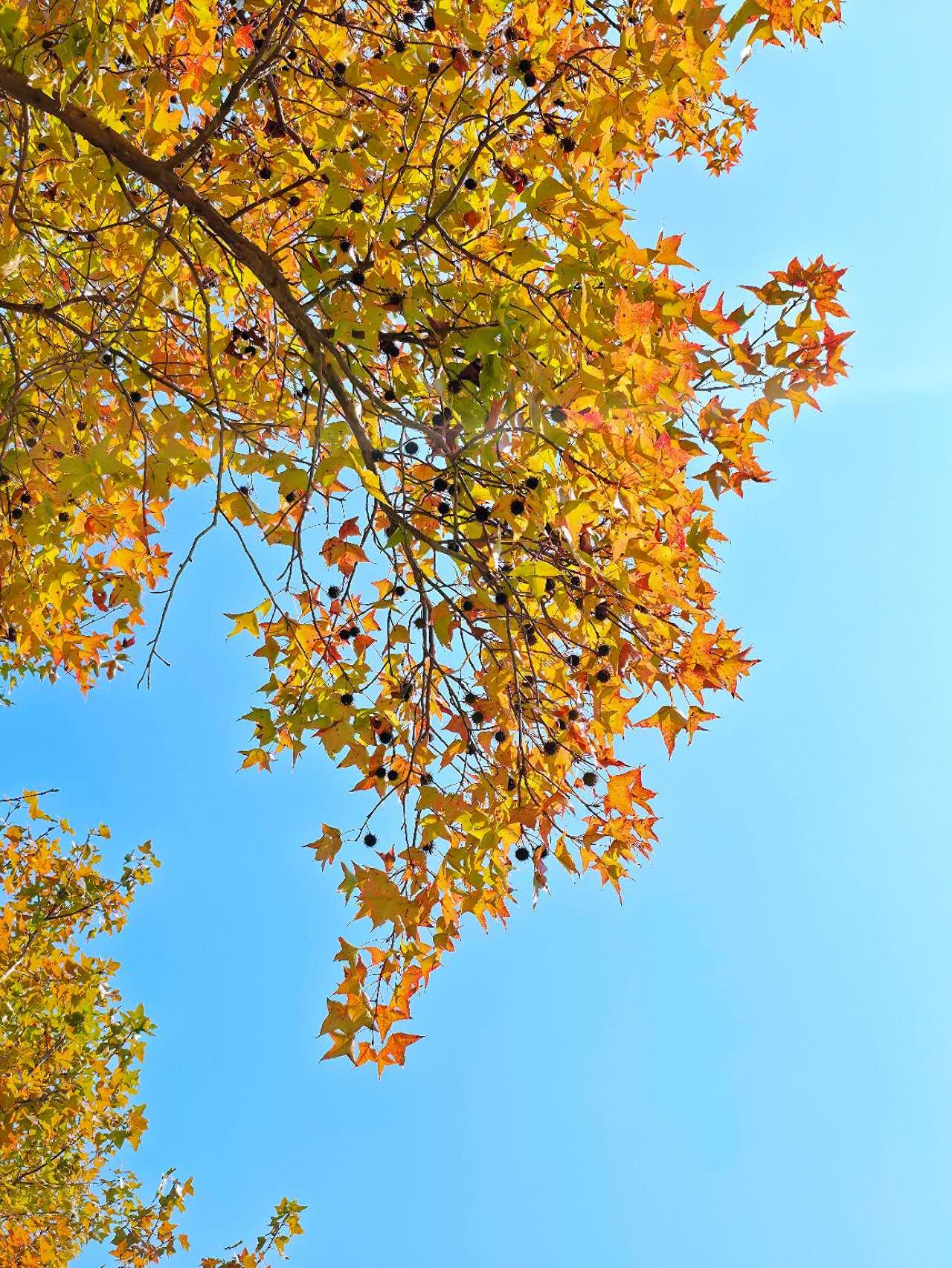 秋意渐浓，枫叶飘红，蓝天映衬，美不胜收。秋意渐浓，枫叶飘红，蓝天映衬下的景色确