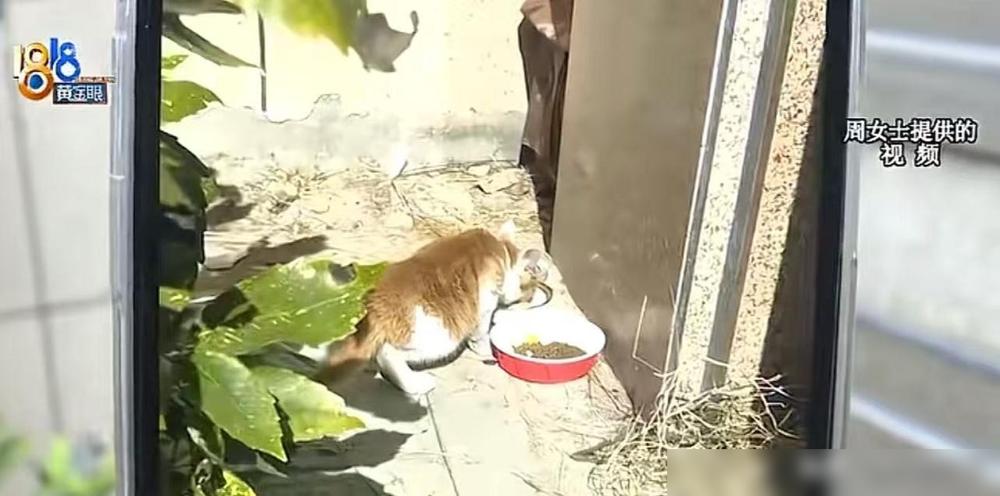 近日，浙江宁波，一女子在小区里喂养流浪猫，搭了猫窝。整个事说白了就是：周女士