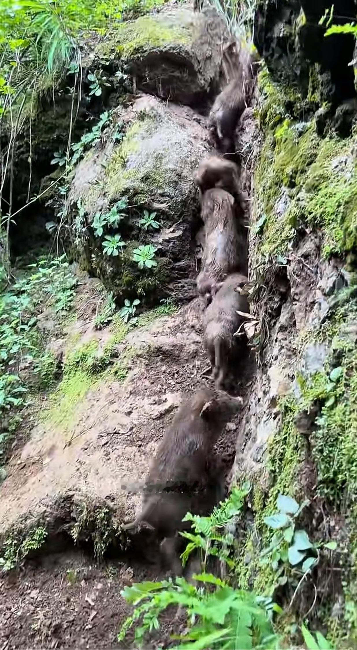 看一看，野猪在山间的快速攀爬，“狭路攀爬，强者先”！
