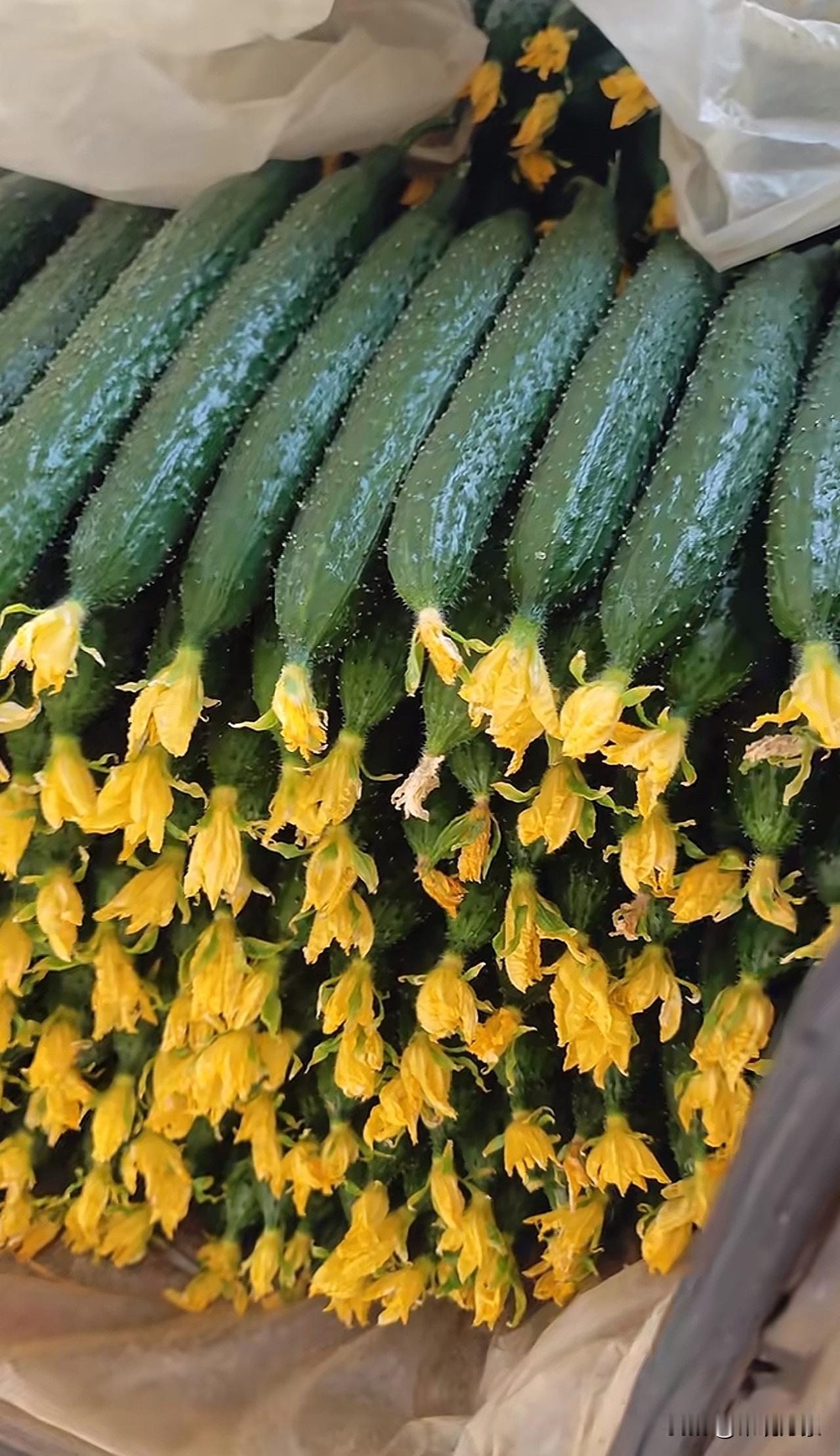 这种又直又好看的黄瓜是怎么种出来的？黄瓜