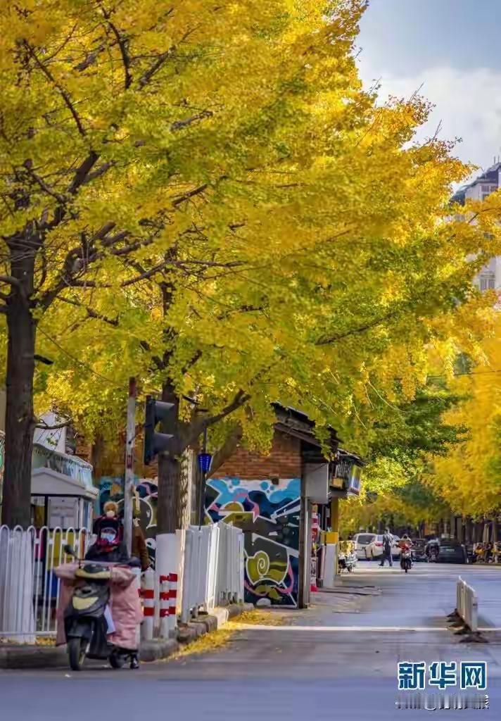 昆明秋冬满城“黄金”，让人流连忘返昆明的秋天，是被银杏染成金色的。你瞧，那一