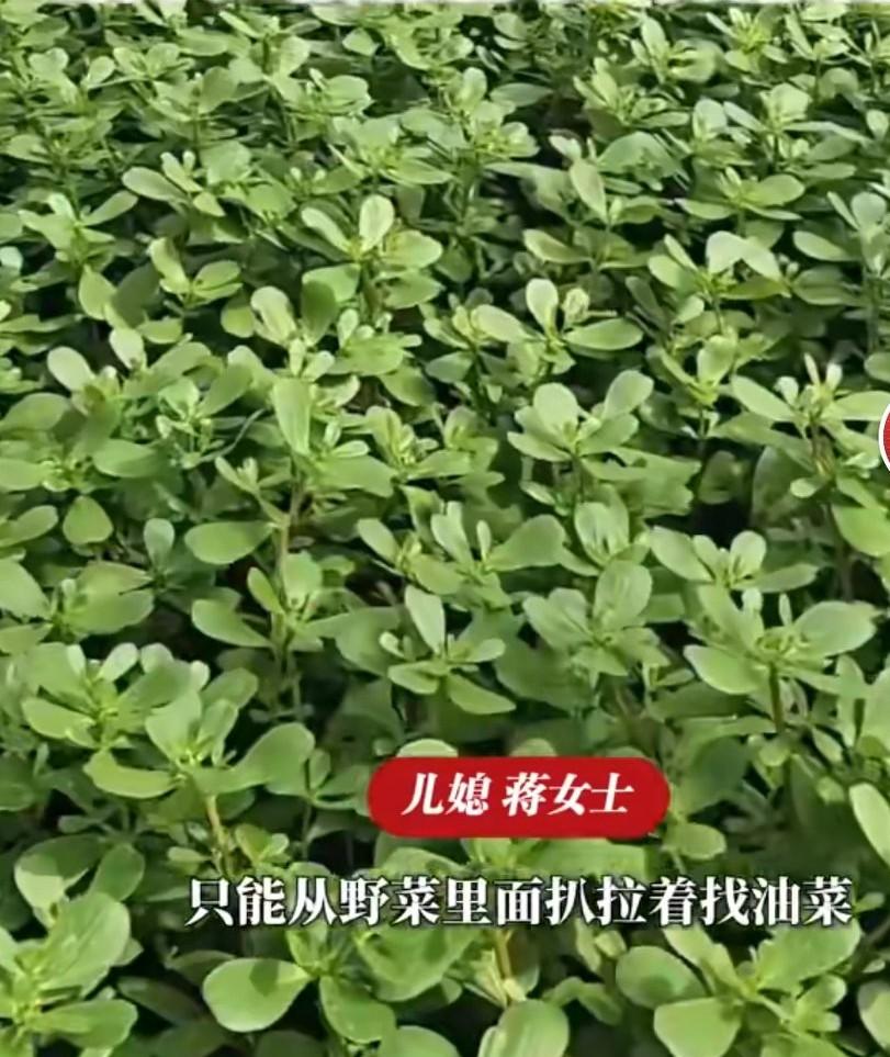 婆婆把蔬菜大棚交给儿子儿媳打理，20多天后，油菜地里长满了马齿苋，儿媳说婆婆