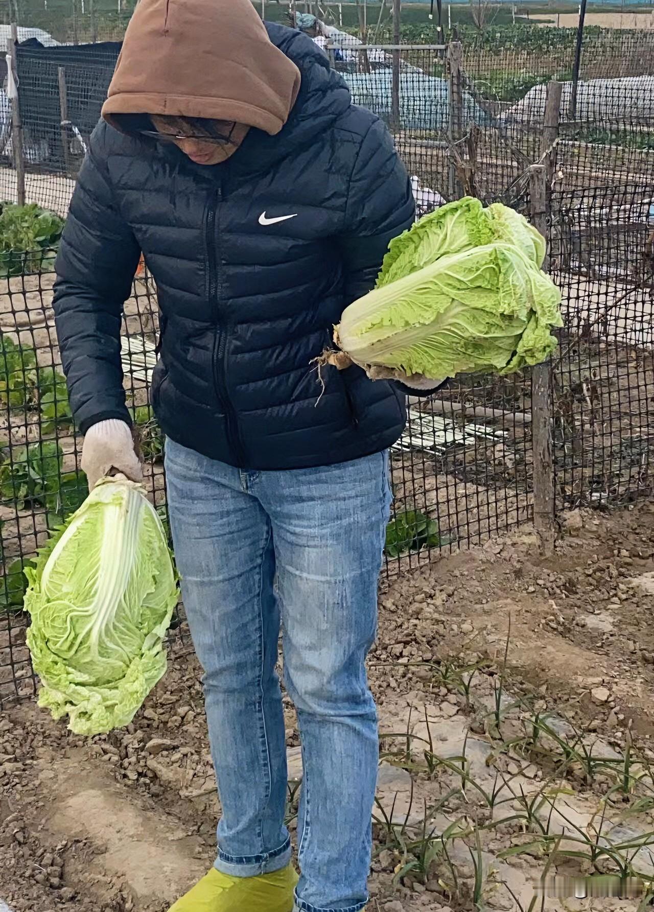 别不信，今年的白菜萝卜一定是很贵的，我用实力验证！7月末时，我栽了60棵白菜