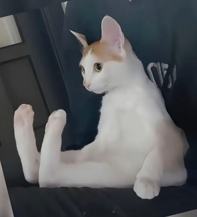 什么？原来小猫的脚竟然这么大