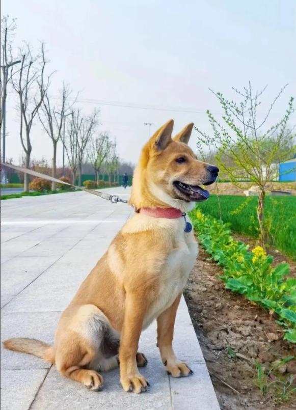中华田园犬 禁养。成都、杭州、西安等至少14个城市将中华田园犬列为禁养...