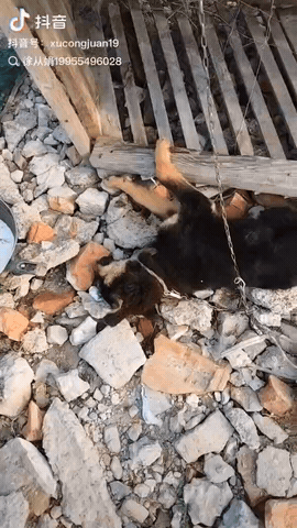 近日，安徽，一女子家里的牛奶过期，扔了觉得浪费，她便喂给了自家小狗喝，没想到喂了