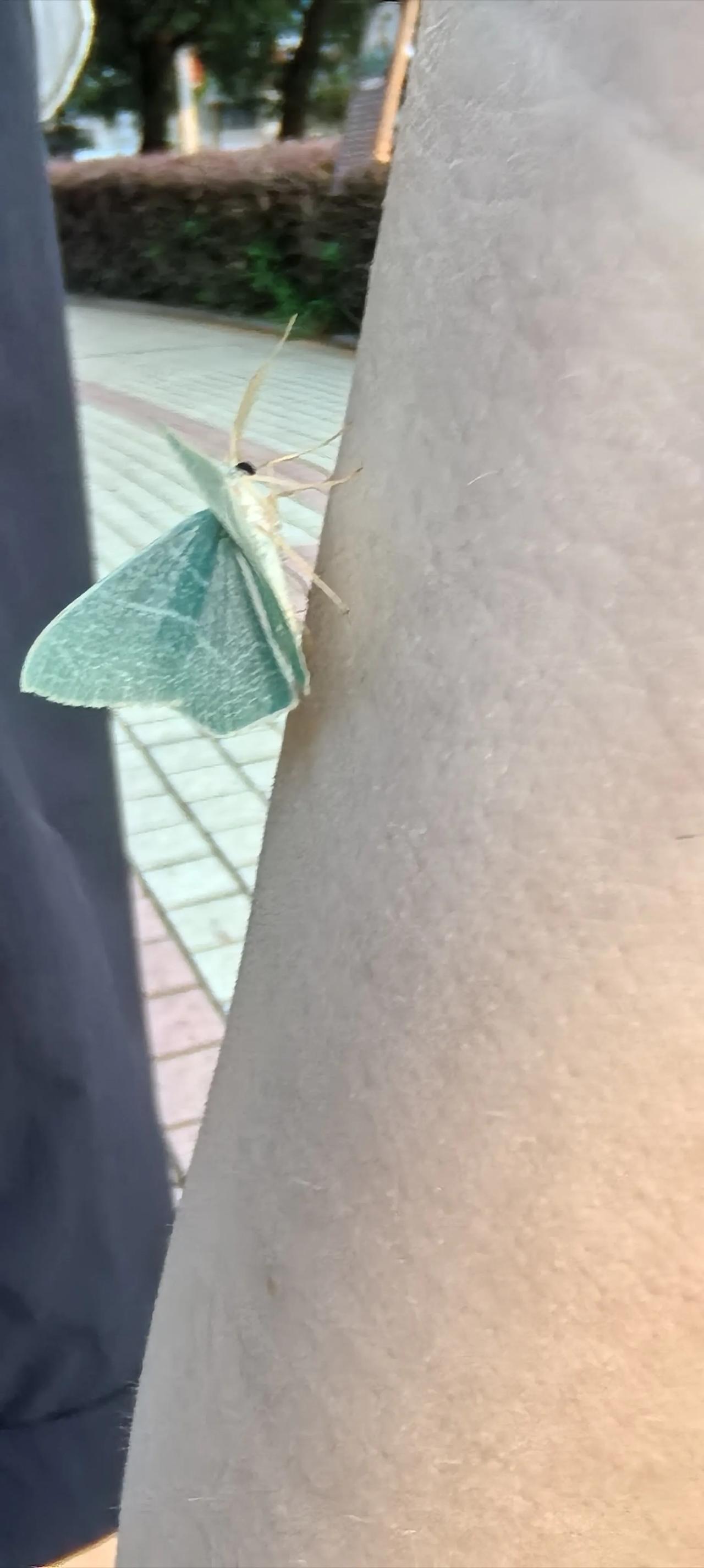 花没有，蝶到引来了一只[比心][呲牙笑]