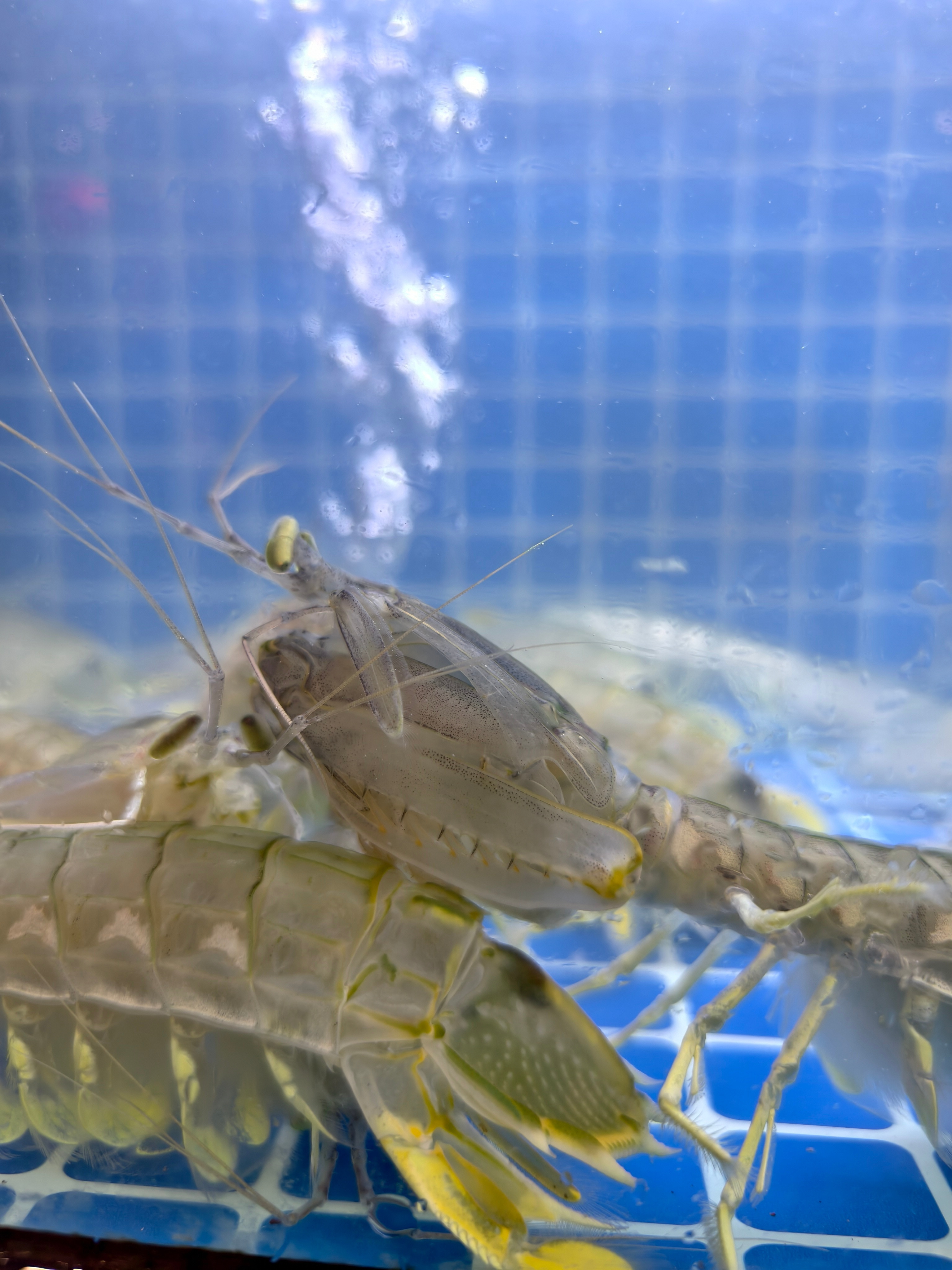 你们说皮皮虾和螳螂是不是亲戚？​​​