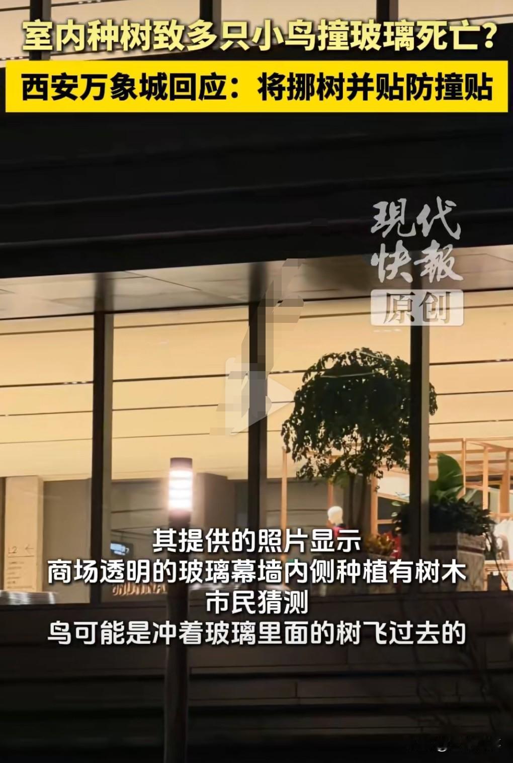 这真是太惨了，毕竟小鸟的命也是命啊。近日西安一市民反映。多只小鸟撞西安万象城玻璃