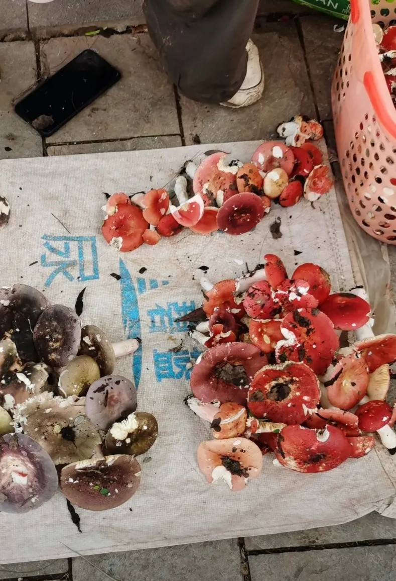 云南的野生蘑菇，20元一堆，值得买吗？他们说，现在是吃菌子的季节，也是采菌子的
