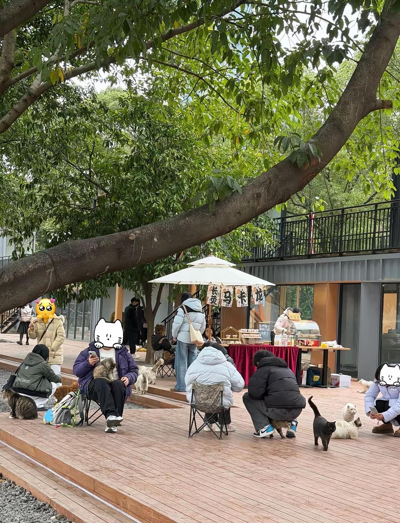 重庆流浪猫公园真的是2026年城市文明的最后创意。文明，有爱，温暖，规范。这样的