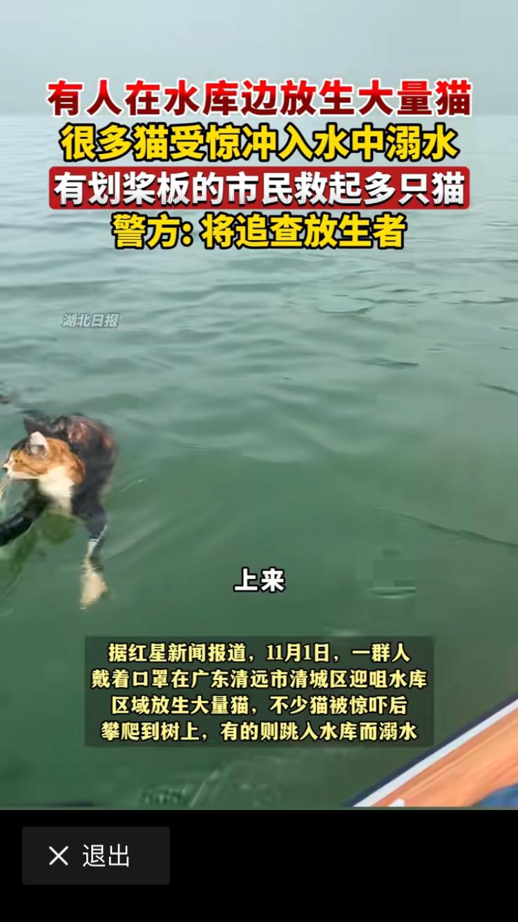 清远一群爱心人士，用自己的努力自己的行动营救下了许多猫咪。他们选择在清远一处饮用