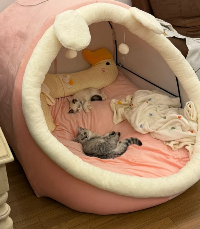 猫窝买错尺寸变成了人窝