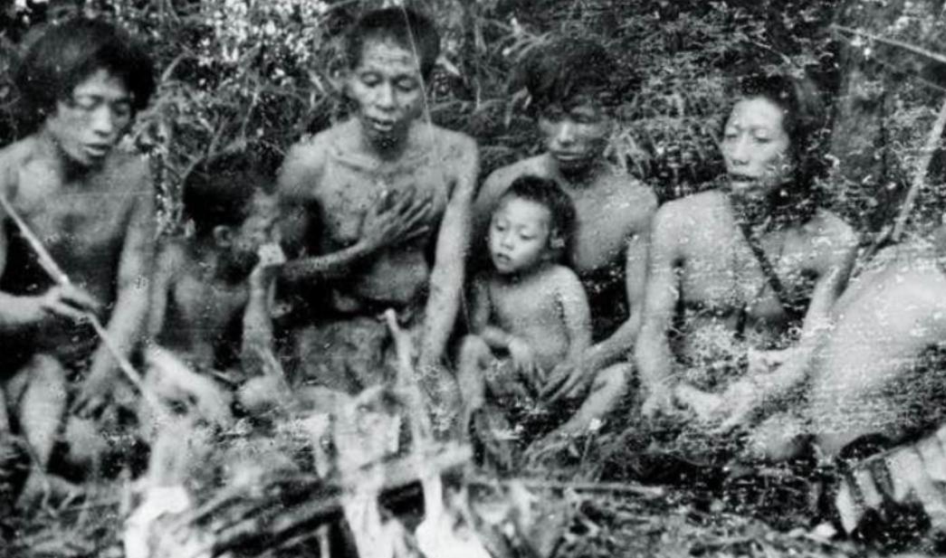 1956年夏天，解放军的一支工作队深入云南哀牢山原始森林执行探查任务。这片绵延5