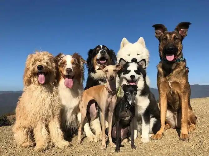 它们不懂得什么叫大义，但是它们知道什么叫“患难与共”。3月19日，7只狗狗在高