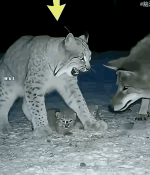 12月17日报道，猞猁产下的两只幼崽被野狼盯上了。[汗]深夜丛林中，一次关乎