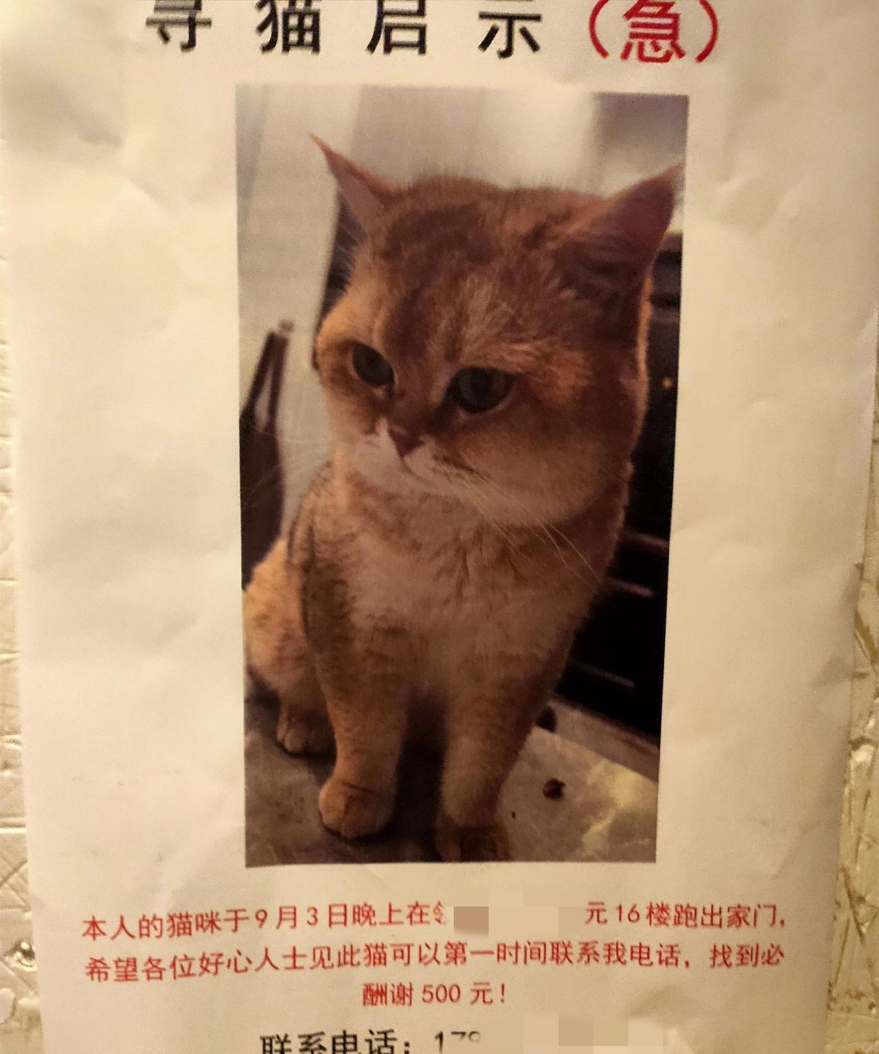 有认识这种猫的吗？猫主竟然高价寻猫。早上出门上班，看到有人在电梯里贴了寻猫启示