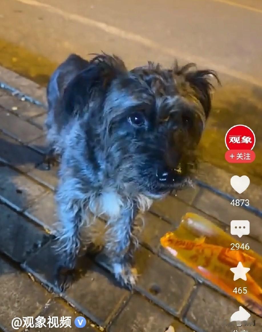 “爱心泛滥成灾！好奇心害死猫！”12月21日，一女子看见路边有一只流浪狗，狗狗不