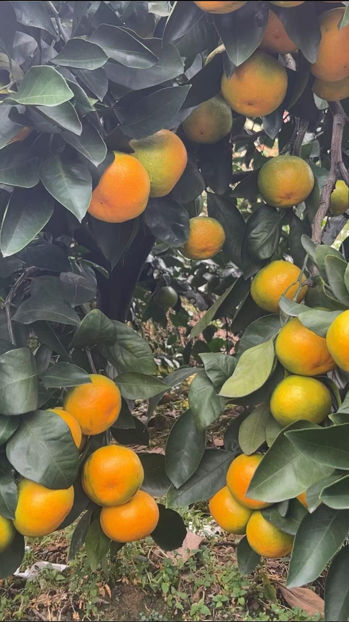 湖南资兴东江湖青皮蜜桔🍊秋日美味一口爆汁！外皮绿油油看着很酸，剥开直接惊艳，