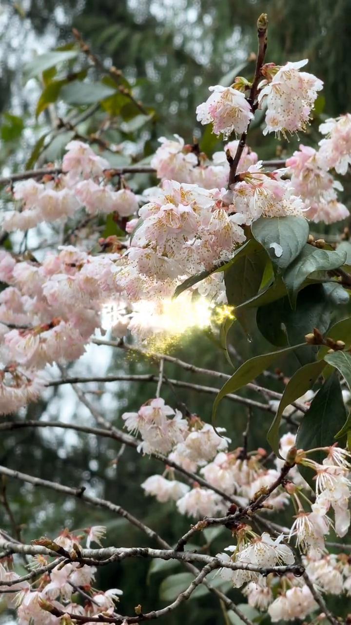 张家界春色，桃天旅行记。