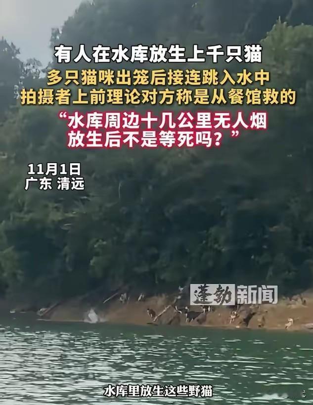 清远放生闹剧：伪善下的猫命悲剧广东清远迎嘴水库，几卡车猫被从餐馆“解救”后放