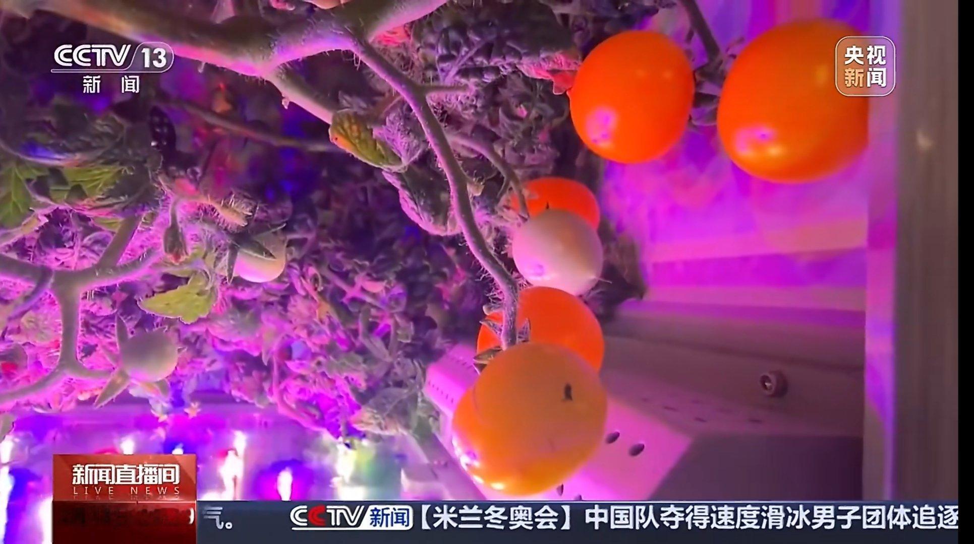 神舟二十一号航天员在空间站种植的小番茄