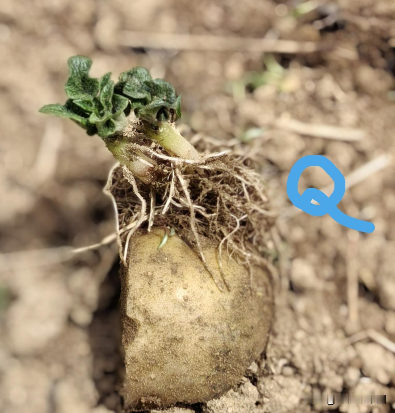 土豆定苗，要“掐”要“剪”，不能“掰”更不能“拔”有菜友问，土豆发了好几棵芽