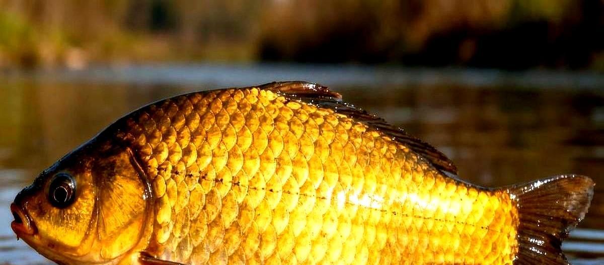 冬天钓鲫鱼，别瞎蹲。太阳一出来，十点半到十一点半，鱼才肯动嘴。寒潮前两天，它