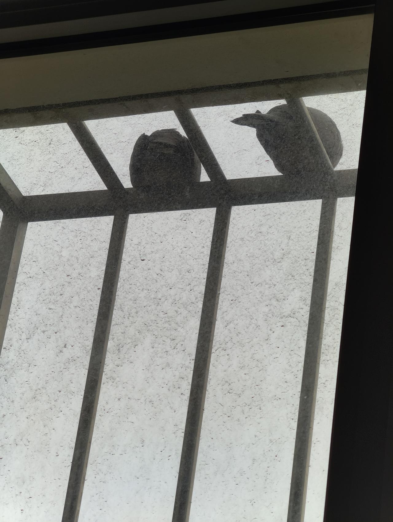 最近鸟子不怕人了