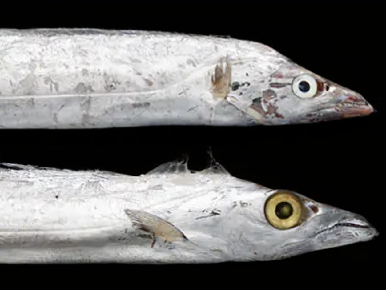 买带鱼还在纠结“黄眼”还是“黑眼”？其实两者差别全在产地和口感，选对了鲜到