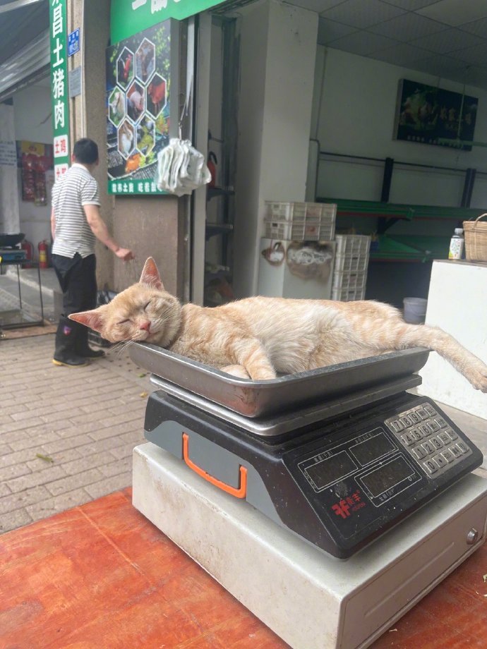 老板这猫咋卖的[笑着哭]​​​