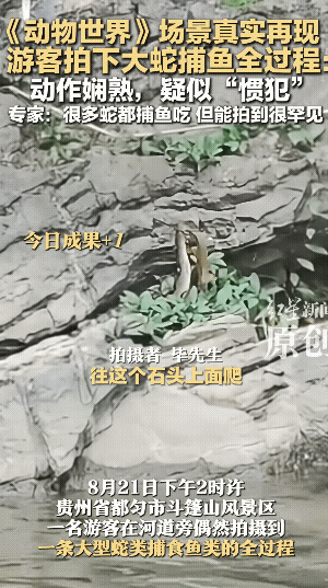 “解释不清了！”贵州，男子发现岩石上有一条蛇，它口中似乎衔着什么东西，起初他以为