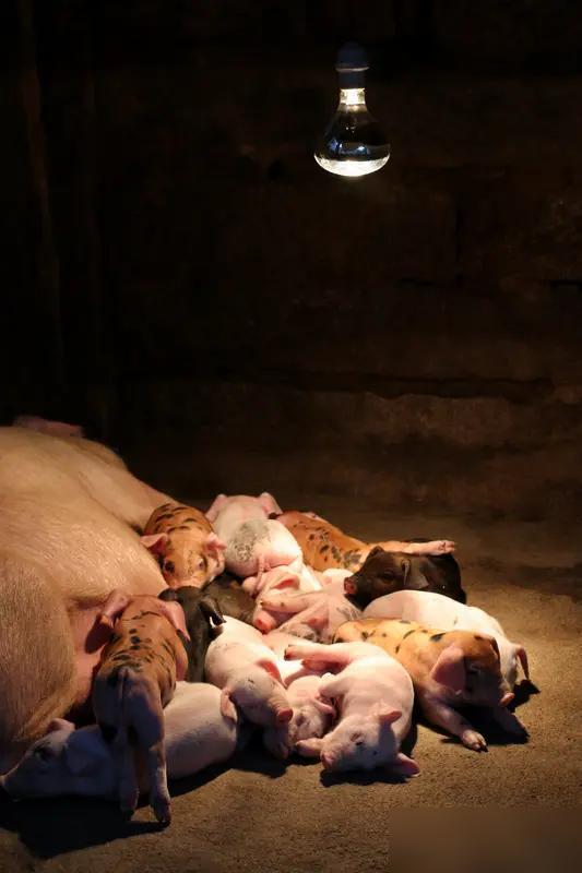 以前家里养了一头母猪，每次猪下崽崽时，母亲就会把锅倒扣在地，刮那层厚厚的锅底灰给