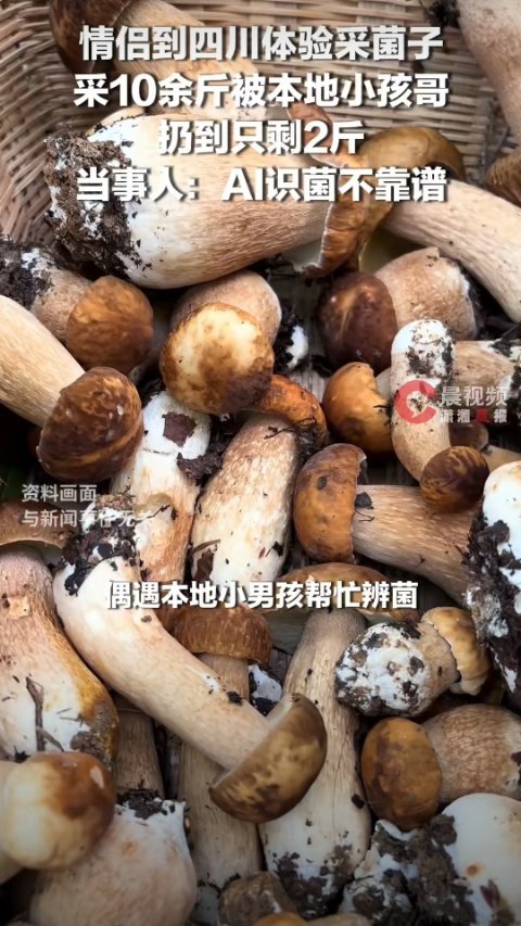 情侣采10斤菌子被本地小孩扔到2斤这个词条真的很容易让人误会明明这个男孩帮助情