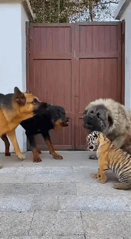 几只狗围着小老虎又推又吼，小崽子缩成毛团不敢动，镜头外有人笑出声。下一秒母虎从