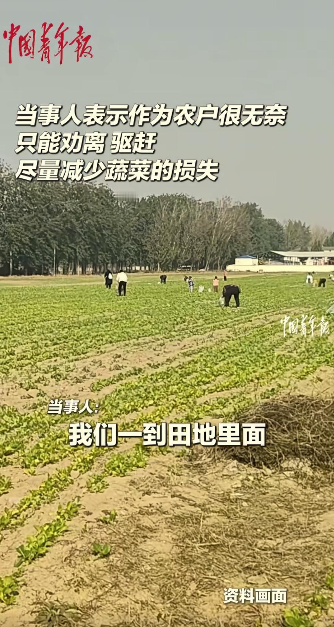 北京一男子早上到自家菜地一看，被吓一跳，五六十人正在他家菜地挖菜呢。男子很气愤