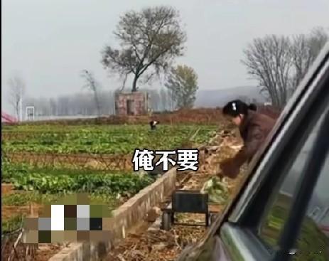 近日，洛阳嵩县，一女子开车经过时，看到一片萝卜田，询问地里的阿姨能不能给个萝卜吃