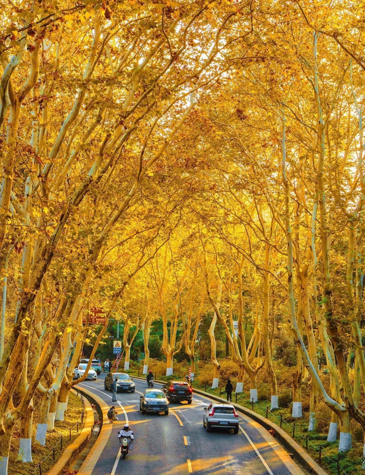 南京的秋天真的很美！给大家推荐几个南京拍秋景的绝美打卡点妥妥的莫奈油画既视感