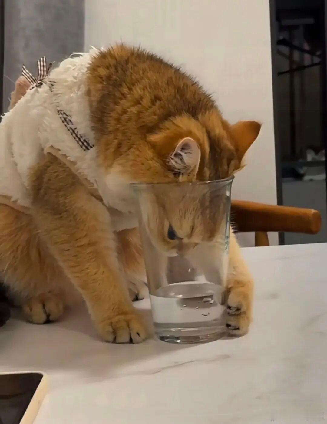 小猫看到主人拿水壶喝水自己也想尝试高冷小猫偷偷复刻我的日常，连喝水都要学我，温柔