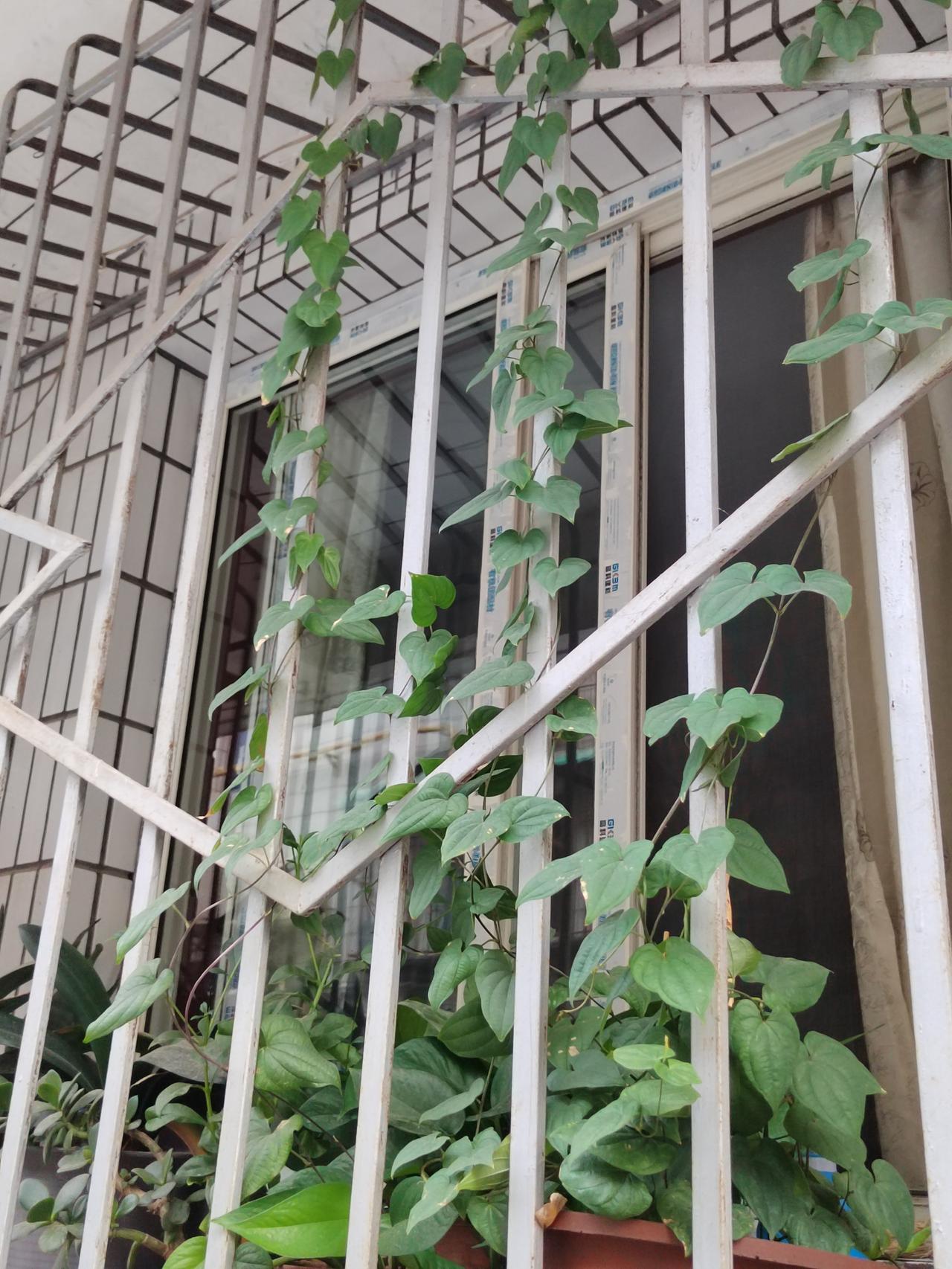 不经意间带来的乐趣随手扔进花盆的几粒山药豆，竟发芽长蔓，沿阳台的保险柱爬成了长
