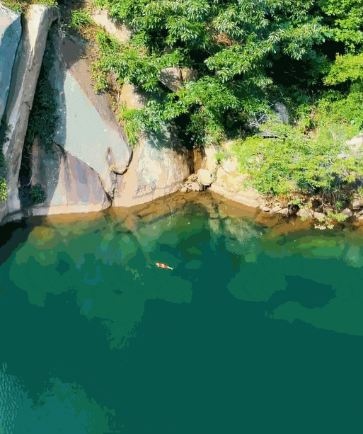 崂山水库惊现“米级”锦鲤，绯白分明品相不俗。近日青岛有网友去爬崂山，路过龙潭水